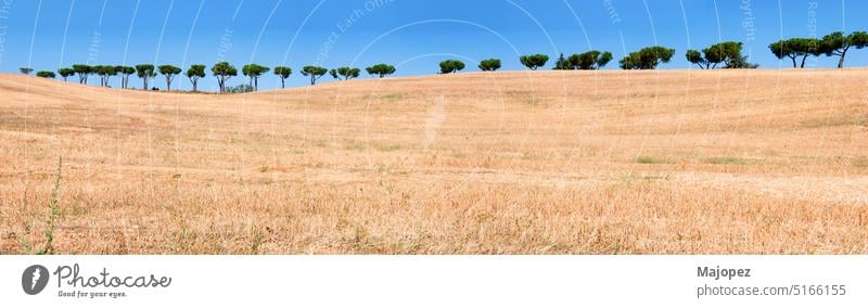 Beautiful summer landscape with trees in row Straw Grain Arable land Wheat Plant Harvest background agriculturally country Outdoors Agriculture Landscape Farm