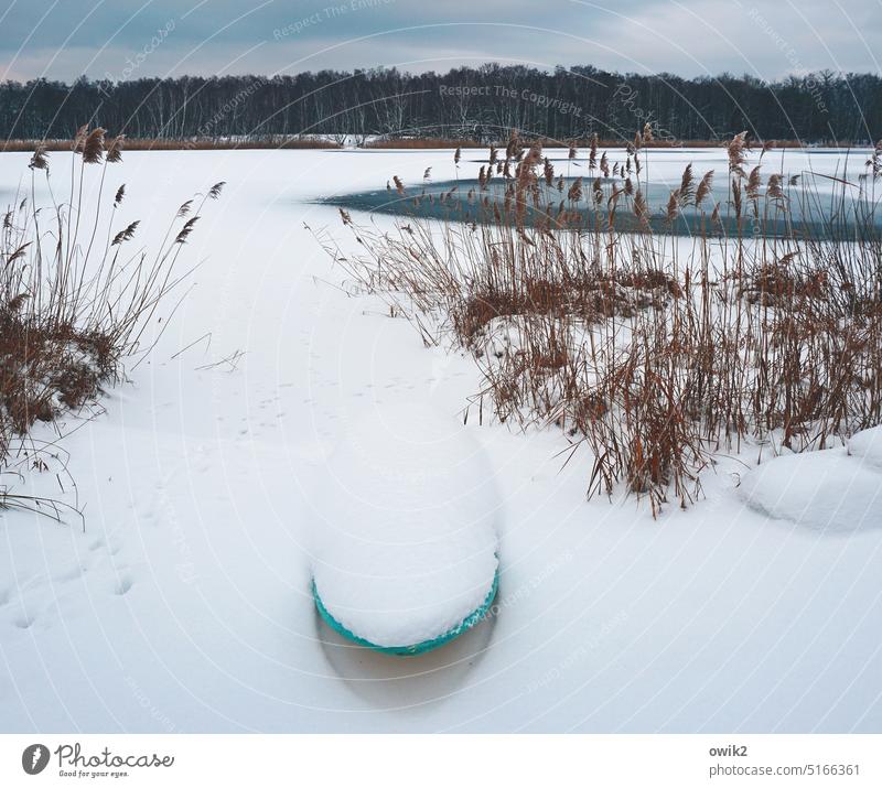 Snowboard Winter Snowscape snowy Snow layer chill Frost Landscape Lake frozen Reeds Forest Horizon Bushes silent Surfboard snowed in Copy Space bottom