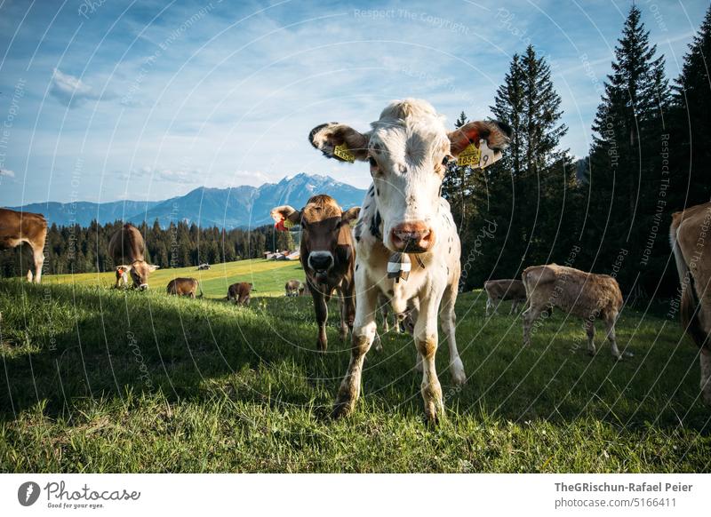 Cows on pasture looking at camera cows Willow tree Grass Looking into the camera Animal Farm animal Exterior shot Meadow Nature Colour photo Animal portrait