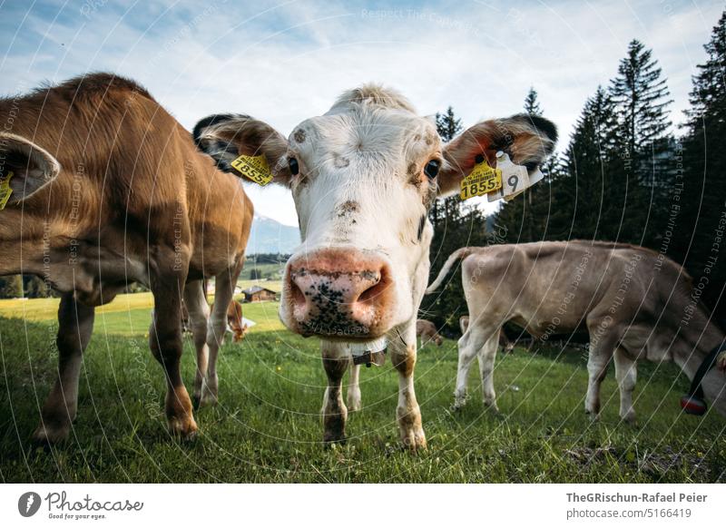 Cows on pasture looking at camera cows Willow tree Grass Looking into the camera Animal Farm animal Exterior shot Meadow Nature Colour photo Animal portrait