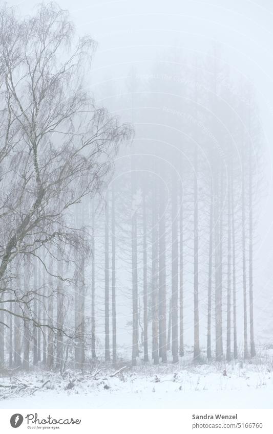 forest in the fog Forest Winter Fog bleak Snow poor visibility Forest death Nature Weather