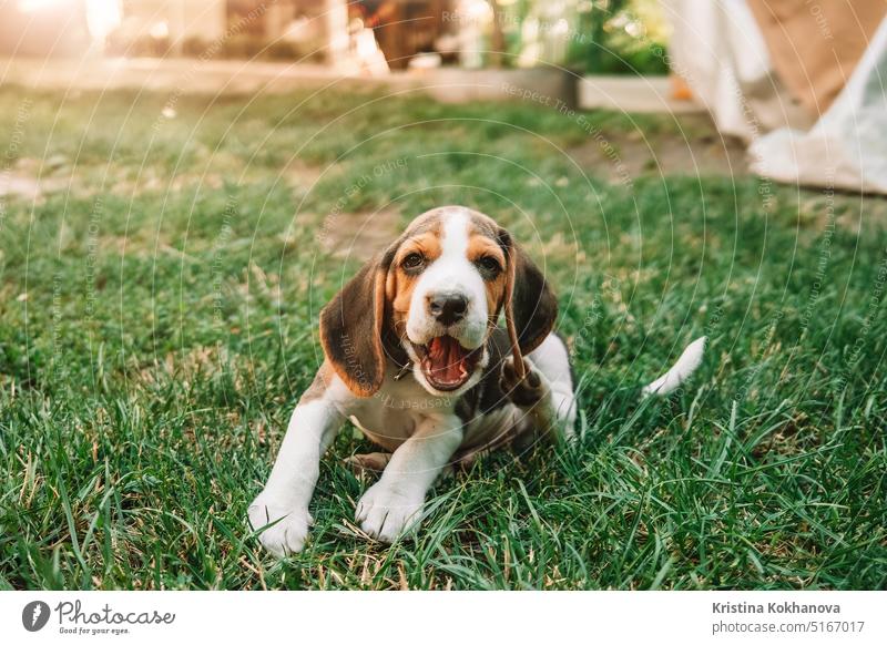 Beagle puppy on green grass in park. Cute lovely dog, pet, new member of family. adorable amusing animal beagle beautiful breezy bright brightside chase cheery
