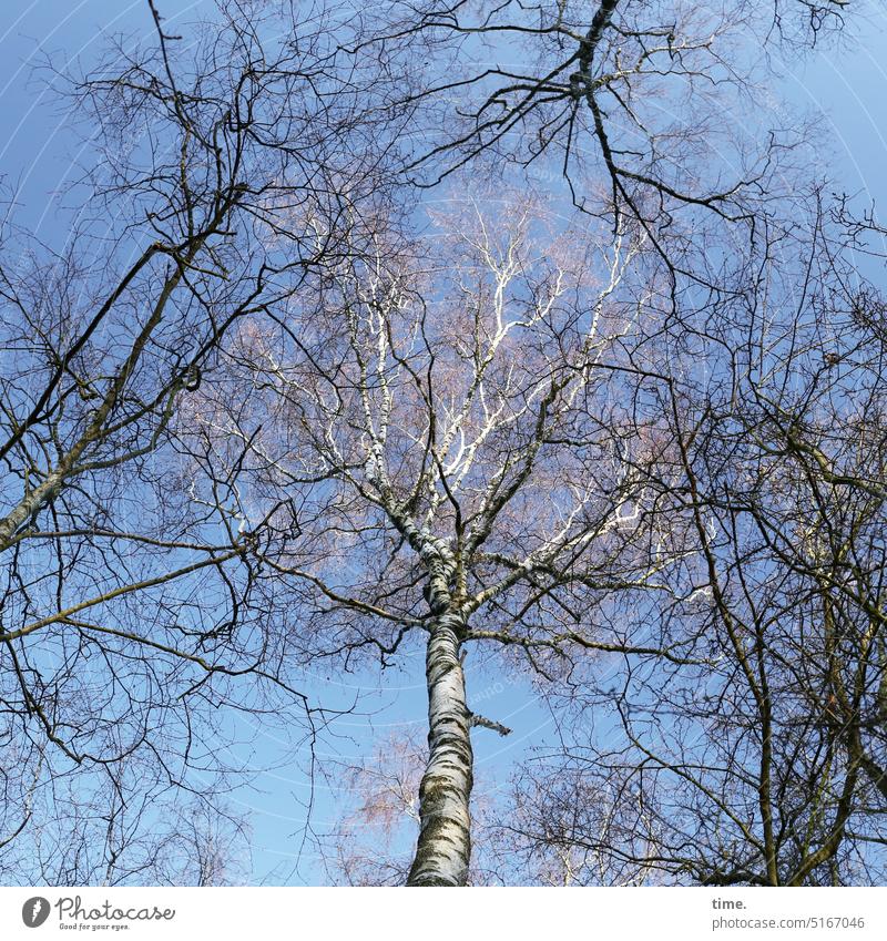 Birch lights Birch tree Tree Nature branches trees Sky twigs confused shine Illuminate Tree trunk Treetop Environment Plant Sunlight Worm's-eye view ramified