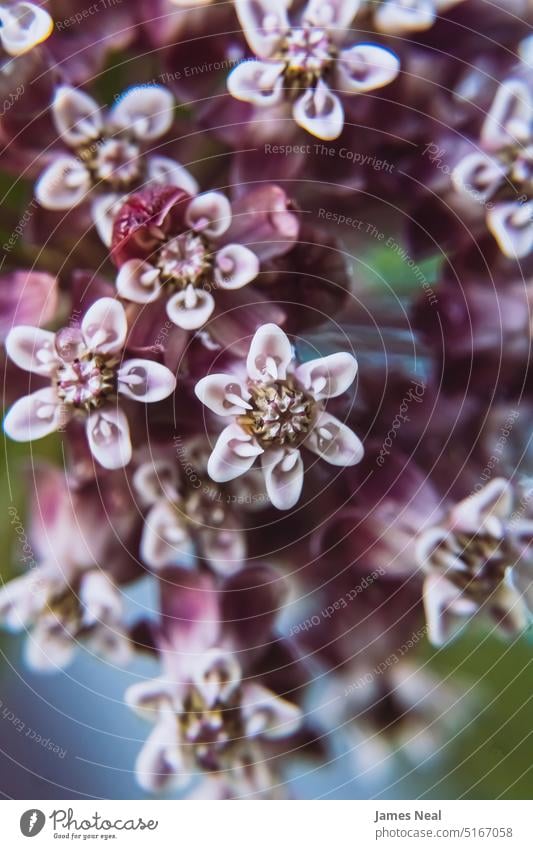 Purple milkweed in the garden floral pattern spring natural mauve blossom bizarre day background wildflower plant macro growth flower head wisconsin outdoors