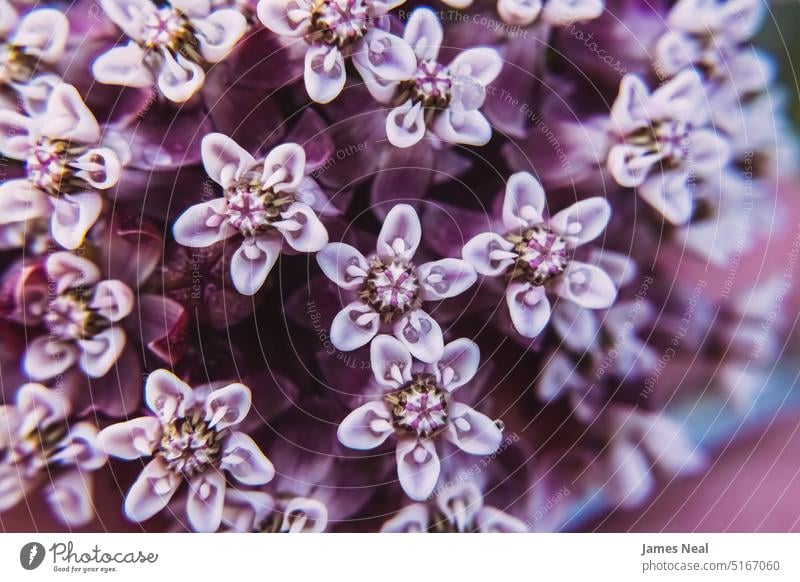Purple milkweed in the garden floral pattern spring natural mauve blossom bizarre day background wildflower plant macro growth flower head wisconsin outdoors
