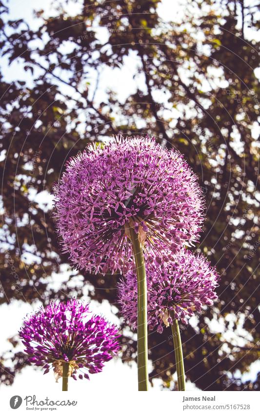 A Bright Spring Day for these Giant Alliums spring natural flowers worms eye view purple ball beauty background summer perennial macro tree giant onion
