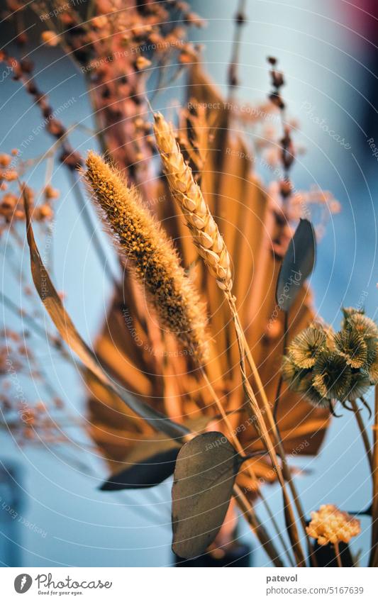 Decoration with wheat Autumn Wheat Nature Plant Summer Beauty Photography fragility romantic colourful Consistency Abstract Sámen To fall Spring Bouquet Wedding