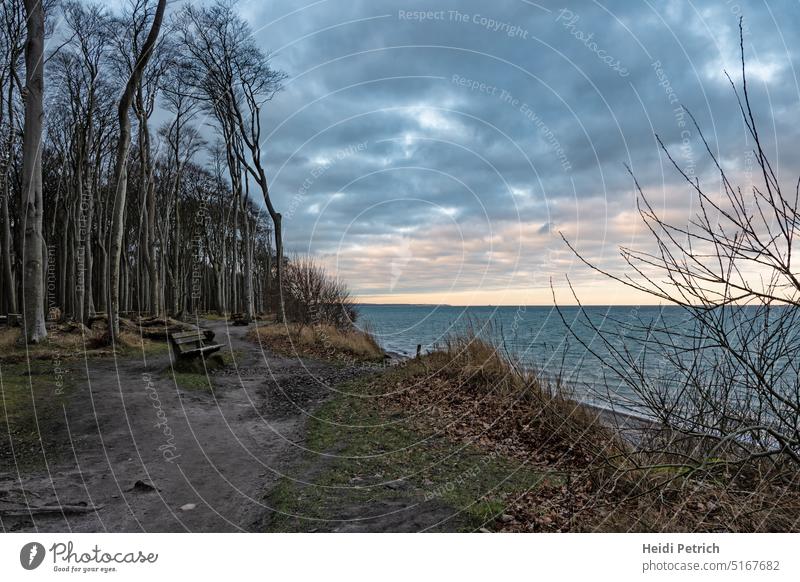 Path by the ghost forest with a view of the Baltic Sea Tree Trees Forest Ghost forest off Bench path forest path Lake Ocean Sky Blue cloud cloudy Water