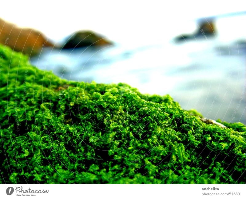 simply moss on a stone by the sea Soft Plant Overgrown Ocean Lake Green Calm Beach Pattern Kale Broccoli Nature Macro (Extreme close-up) Coast Moss Blue Stone