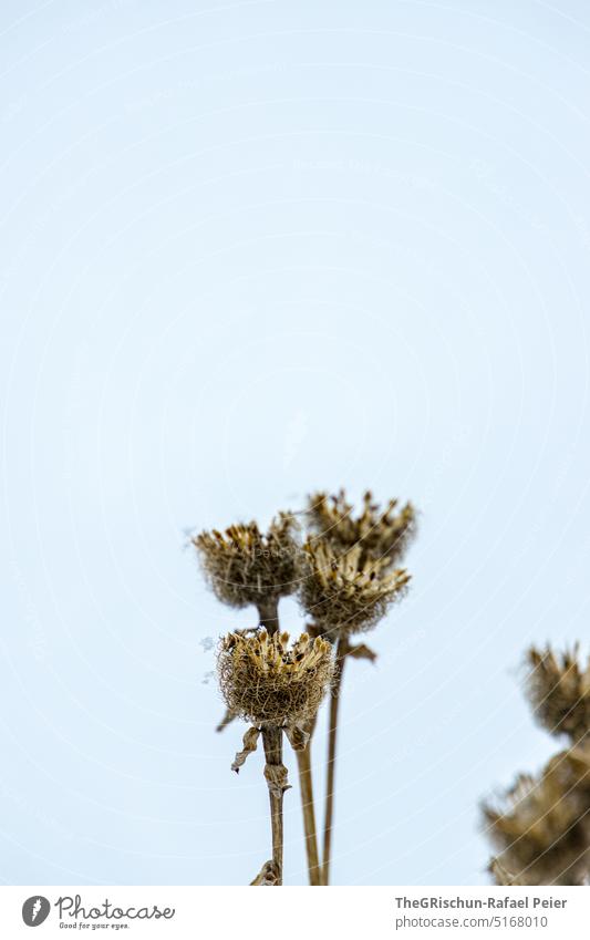 Dried up plant against light blue background Plant Sky Detail detail Withered Winter activities Faded Nature Colour photo Shriveled