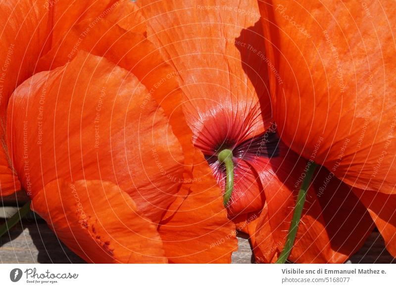 red poppies pattern creating a texture remembrance colours postcard seed beautiful field sun flower petals beauty garden warm macro scented coloured close