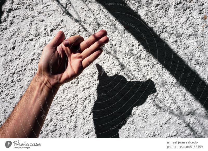 hand making dog shadows on the wite wall white white background hand up light sunlight silhouette fingers palm body part wrist arm skin gesture concept symbol