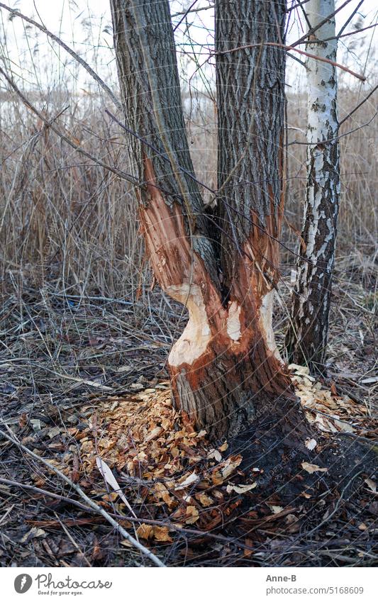 Tree gnawed by beavers, consisting of two trunks, by now it should lie. Beaver rodent construction measures trees Cut down work Beaver's lodge Redirect river