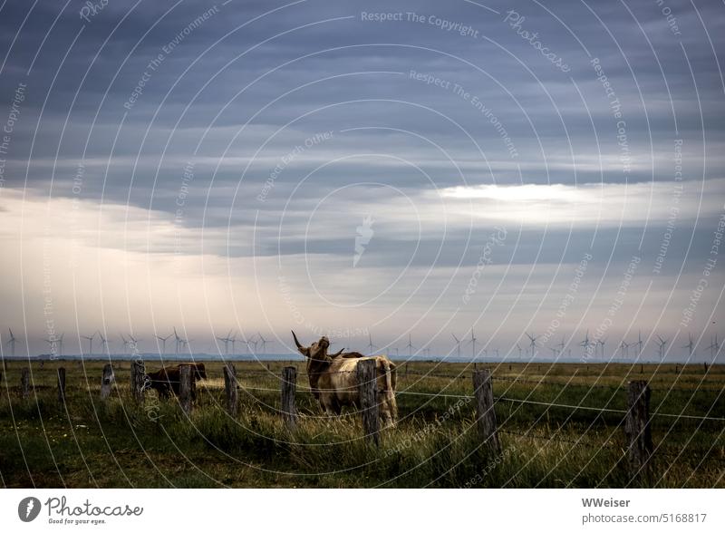 A cow stretches its horns towards the sky, wind turbines tower in the background Landscape coast wind power Farm animal Cow windmills Cattle Bullock Taurus Sky