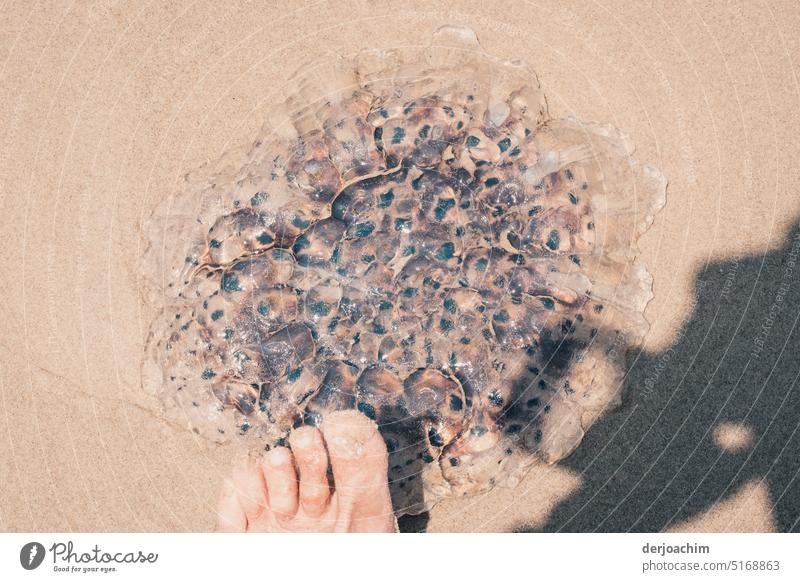 Extraordinary encounter, just seen. The toes are already something on the big jellyfish on the beach. Jellyfish Ocean Beach Animal Nature Deserted Wild animal