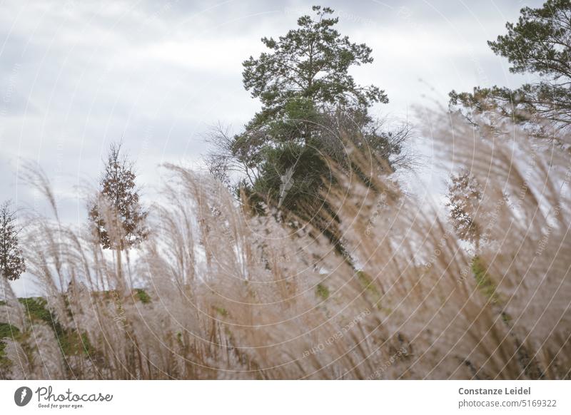 Waving reed grass in front of trees. Nature Plant windy Blow Sky Landscape Blue Cold Winter Environment