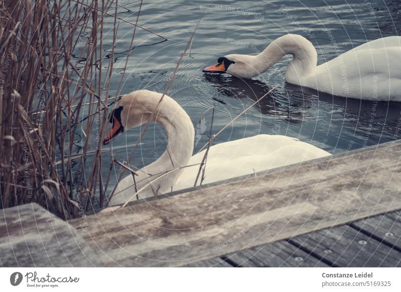 Two swans foraging at the water's edge. Nature animals Swan Water bank Footbridge wooden walkway reed Bird pretty Elegant Animal Foraging To feed be afloat