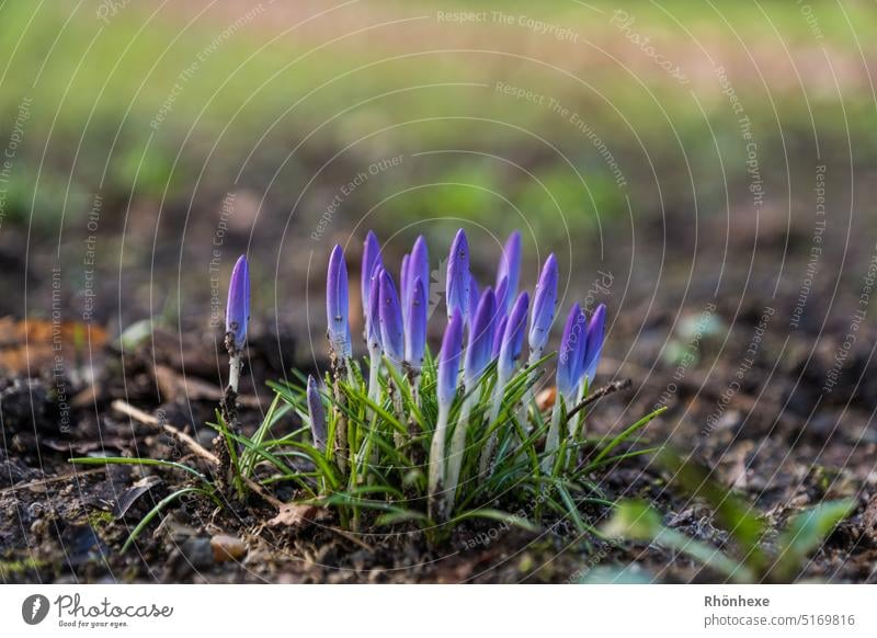 the first messengers of spring come out of the earth herald of spring Spring flower Crocus Plant Nature Exterior shot Spring fever Spring flowering plant