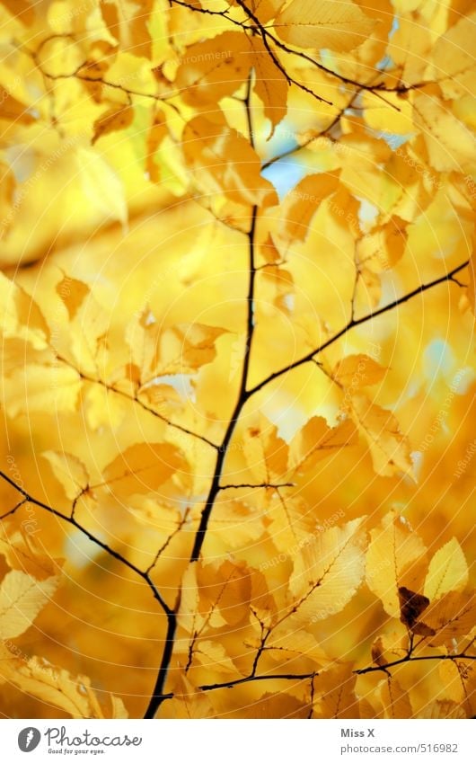 gold Nature Sun Sunlight Autumn Beautiful weather Tree Leaf Yellow Gold Autumn leaves Autumnal colours Early fall Beech tree Twigs and branches Beech leaf