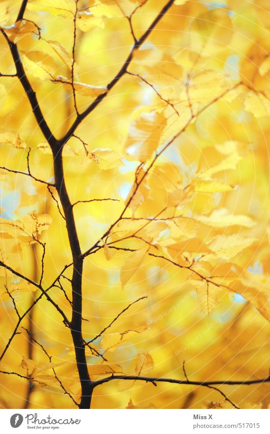 Delicate Gold Autumn Beautiful weather Tree Leaf Forest Yellow Autumn leaves Branch Twigs and branches Beech tree Beech leaf Autumnal Early fall