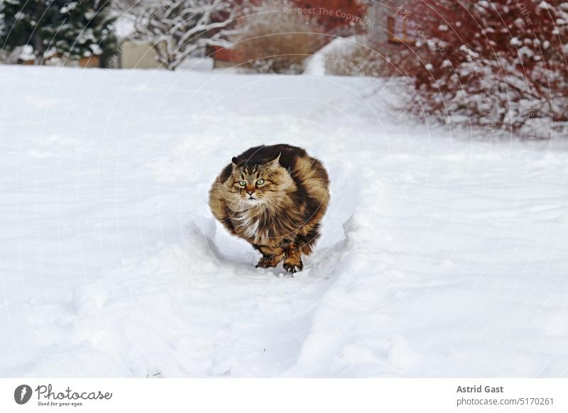 A thick fluffy Norwegian Forest Cat runs fast through the snow Winter Snow Running Playing Jump Hop Funny wittily cheerful Comical hunting Hunting Attack attack