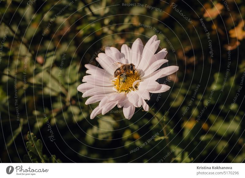 Close-up view of honey bee on daisy flower in garden. Insect collecting pollen blossom floral green natural nature outdoor plant season spring beautiful bright