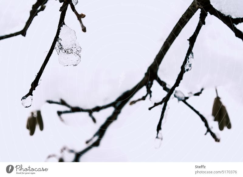 winter branches Icicle Ice Snow Winter branches Ice crystal Frost Freeze Frozen chill snow-covered onset of winter winter cold cold snap jitter coldly caught