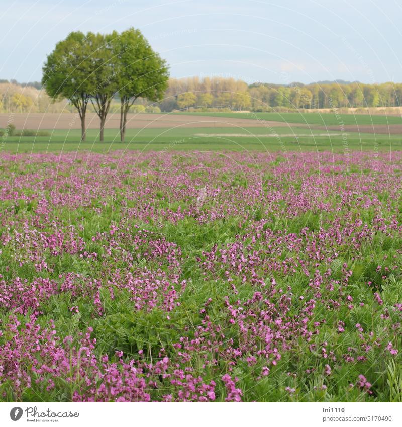 Field with field campion Spring Landscape Agriculture Flower field plants flowers carnation Silene varieties Honey flora Contribution species protection