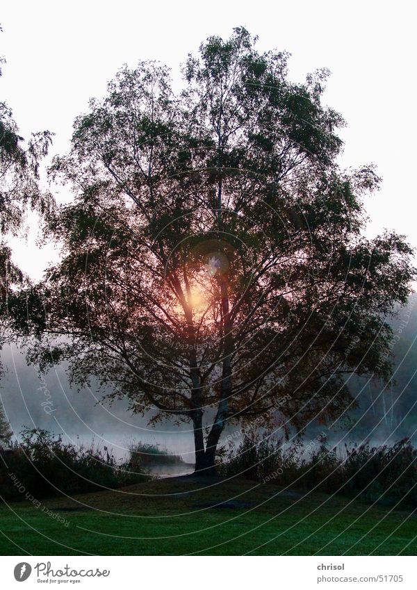 Morning mood at Silbersee Tree Autumn Sunrise Back-light Body of water Fog Calm Peace Loneliness Hope Exterior shot silver Dawn Twilight