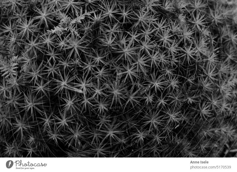 Background, pattern, area covered with moss, black white background Moss Forest Stars stars Plant Woodground Pattern Black & white photo Gray Monochrome Nature