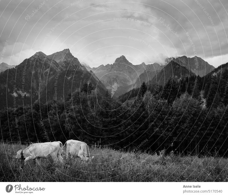 Two cows on a meadow in front of mountains, Alps, Austria Willow tree Mountain meadow Cow Black & white photo black and white Landscape Exterior shot Animal