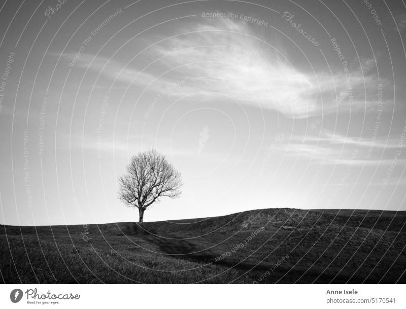 Landscape with a single tree on a hill, black white Tree Hill cloud Beautiful weather Meadow Black & white photo Exterior shot Nature Deserted Sky Autumn Spring