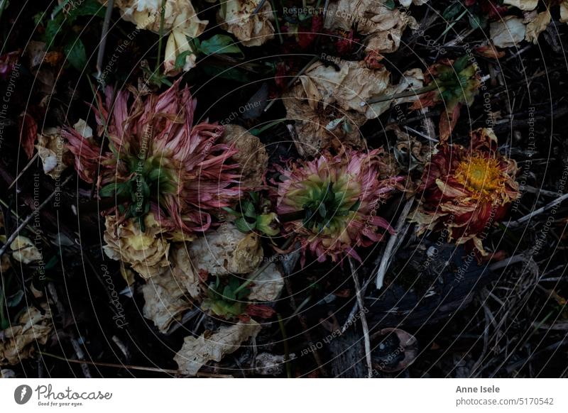 Withered faded flowers on a compost blossoms Dried flower Faded jettisoned Garden Transience dead Detail Nature Compost