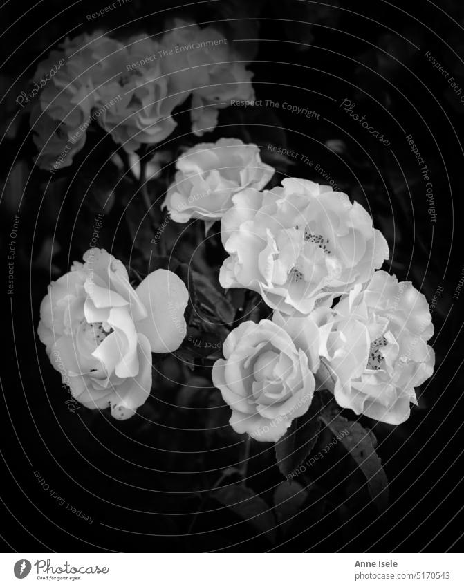 White roses, roses such, black white, hedge roses white roses flowers blossoms rosesbush thorns Black & white photo black and white vintage somber