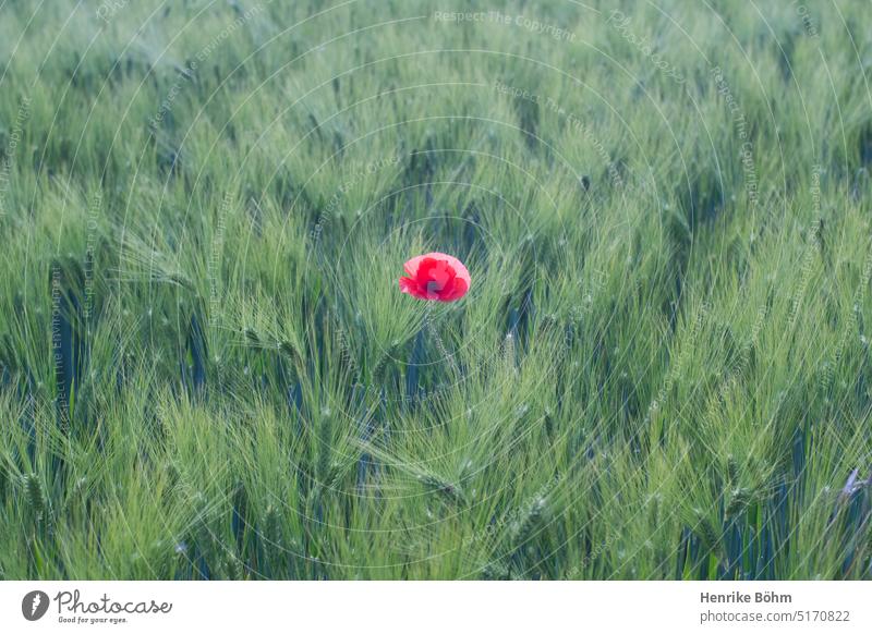 Single poppy flower in cornfield. Poppy Cornfield Spring Agriculture biodiversity Summer Country life wild flower Grain Plant Field Nature Environment