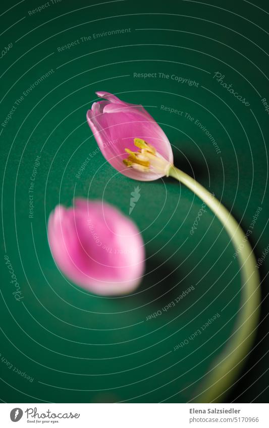 Tulip with loose tulip leaf Card book cover Spring Flower Divide Neutral Background Background picture Doomed forlornness Leaf flower petal Loneliness saying