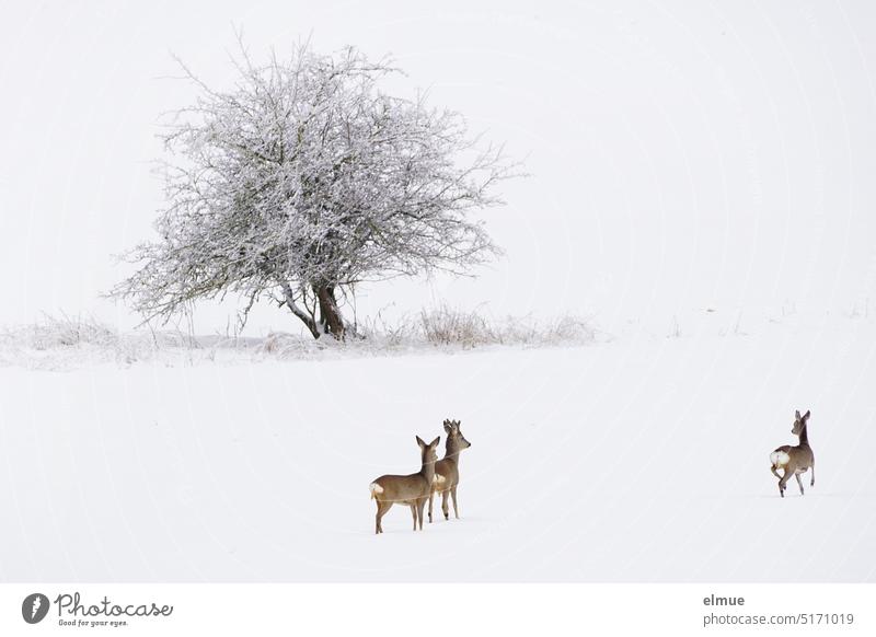 three deer and a tree in the snowy winter landscape / winter Winter Roe deer roe deer Wild venison Tree Snow Snowscape wildlife observation Winter mood