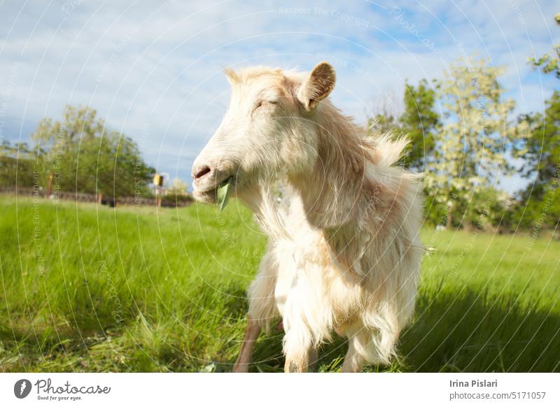 Close up of white goat on the field. Goat in the farmyard is eating green grass. alone animal brown caramel cattle closeup curious domestic domestic animal
