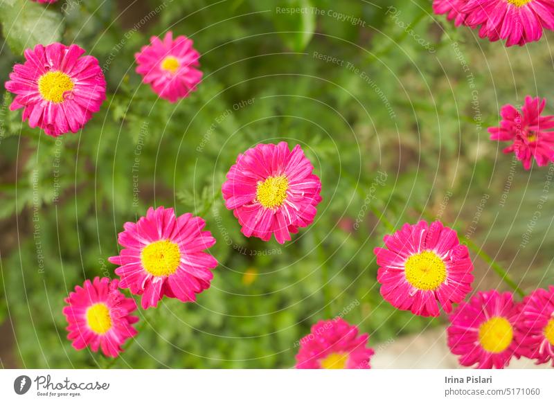 Pink flowers of Tanacetum, PAINTED DAISY in the garden. Summer and spring time. background beautiful beauty bloom blooming blossom blurred botanical botany