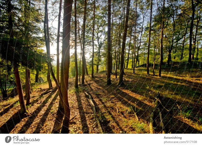 Forest in the evening sun Environment Nature Landscape Plant Air Sky Sun Sunrise Sunset Sunlight Autumn Weather Beautiful weather Warmth Tree Grass Moss Stand