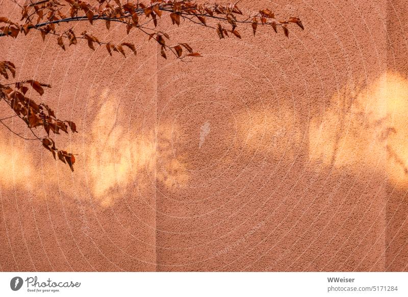 It's all a facade: warm light and the shadows of autumn trees on a bright orange painted house wall Light evening light Wall (building) Shadow Autumn Tree