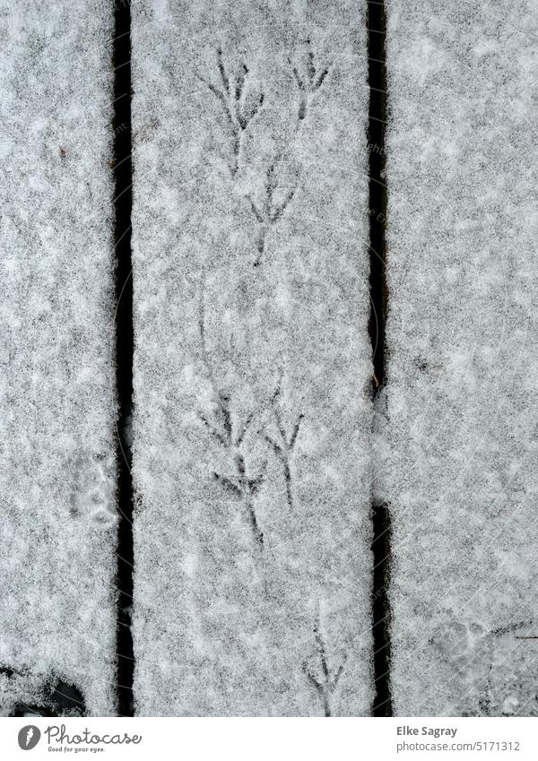 Blackbird- footprint in snow Footprint in the snow Tracks Blackbirdwi Winter Exterior shot Snow Snow track Deserted