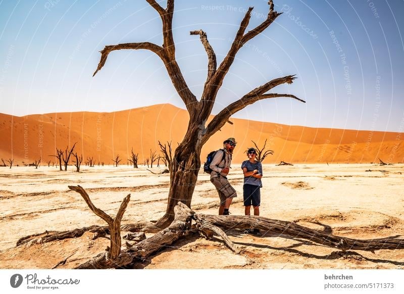 two under one tree Dead Vlei Wanderlust Longing Namibia Far-off places Desert Africa Sesriem Sand Exterior shot Sossusvlei Colour photo Loneliness Freedom