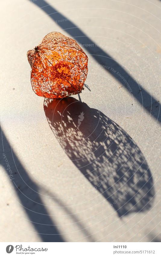 Physalis dry flower cover lies on a table Light Shadow Shadow play tabled Bloom cover skeletal Chinese lantern flower lantern shaped Dry Sheath transient Orange