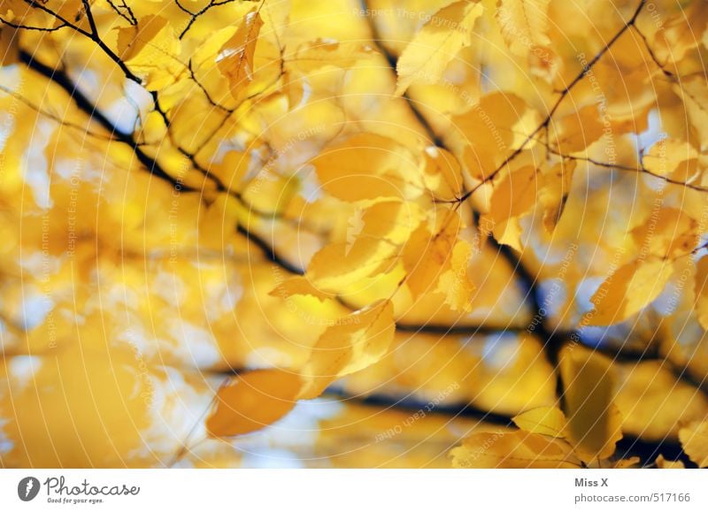 Yellow Beech Autumn Beautiful weather Tree Leaf Bright Warmth Gold Autumn leaves Beech leaf Beech tree Autumnal colours Early fall Automn wood Branch Twig