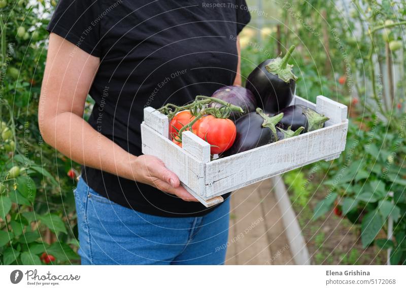 A farmer's wife holds a box of organic vegetables in her hands. Tomatoes, peppers and eggplants. Farmer Woman Mature tomatoes Greenhouse Aubergines Peppers