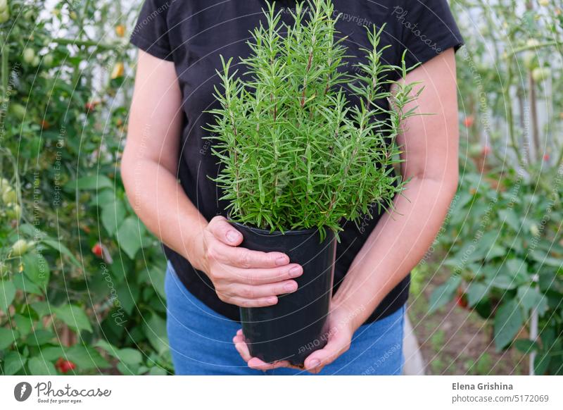 A female farmer holds a Rosemary, Rosmarinus officinalis bush grown in a greenhouse in her hands. Close up. woman rosmarinus rosemary spice gardening lifestyle