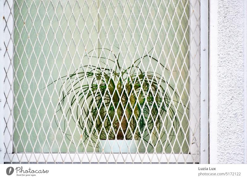 Green plant behind bars Foliage plant elephant foot Ponytail Palm Grating Window White Plant Tousled Bottle tree Wall (barrier) Architecture