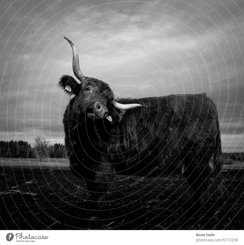 A cow with long horns, highland cattle, on pasture Cow Cattle Animal Willow tree Bog reed Black & white photo Nature Landscape renaturation