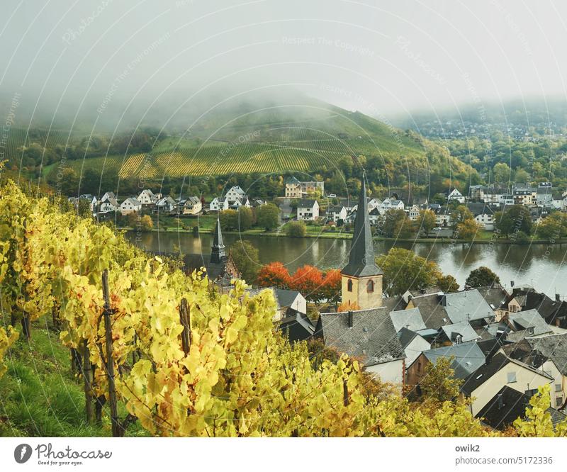 Alf and Bullay (Moselle) Villages Moselle region wine-growing region Vineyards Wine growing vineyards Sunlight Longing Peaceful picturesque Idyll